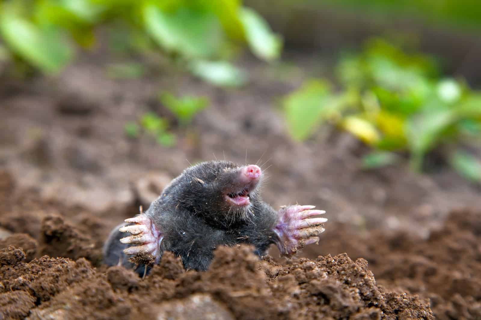 4878786_mole-in-ground
